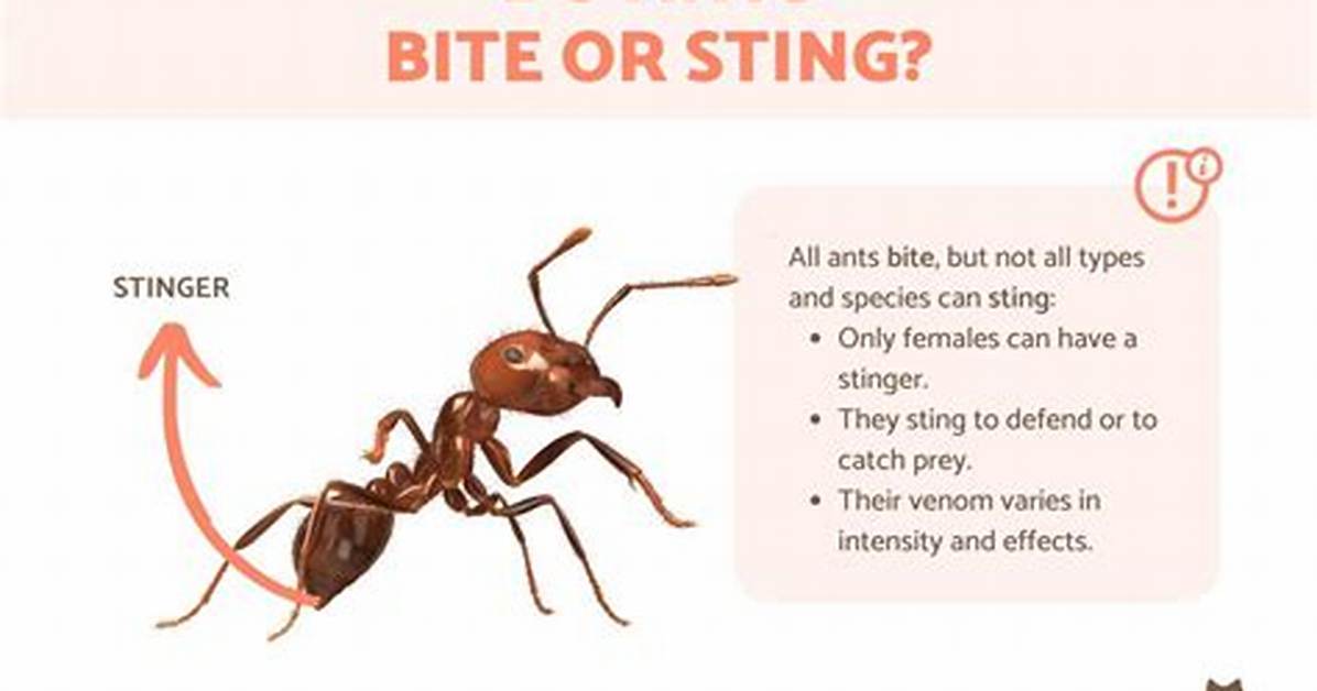 Which Ants Will Bite You