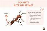 Which Ants Will Bite You