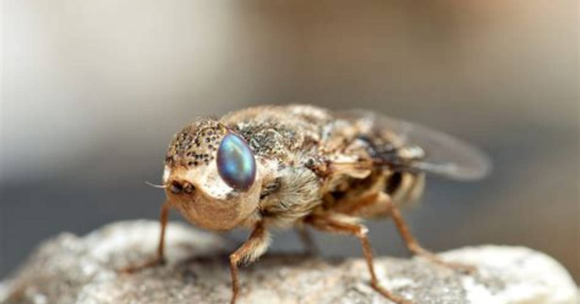 Which Are Bot Flies?