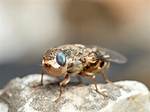 Which Are Bot Flies?