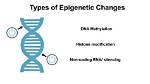 Which Are Epigenetic Modifications?