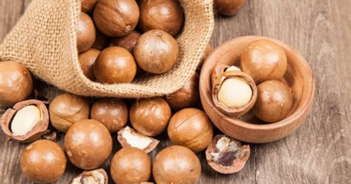 Which Are Macadamia Nuts?