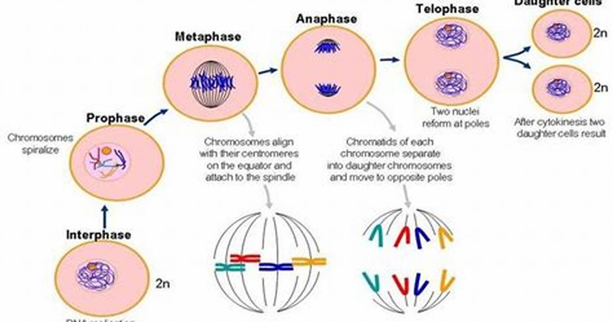 Which Are Replicated During Interphase