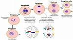 Which Are Replicated During Interphase