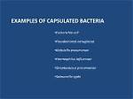 Which Bacteria Are Capsulated?
