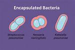 Which Bacteria Are Encapsulated?