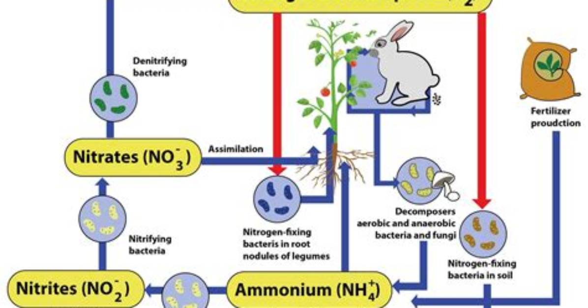 Which Bacteria Convert Nitrites?