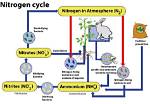 Which Bacteria Convert Nitrites?