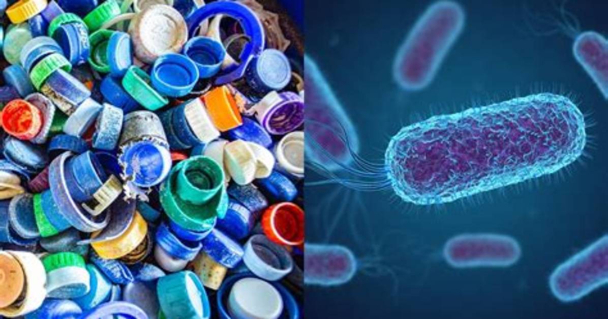 Which Bacteria Eats Plastic?