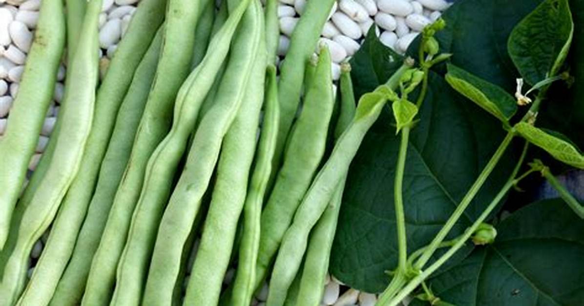 Which Beans Are Snap Beans?
