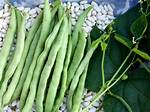 Which Beans Are Snap Beans?