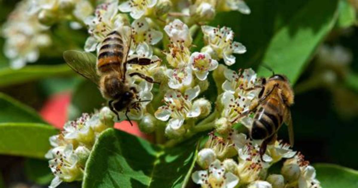 Which Bees Like Cotoneaster?