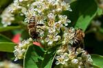 Which Bees Like Cotoneaster?
