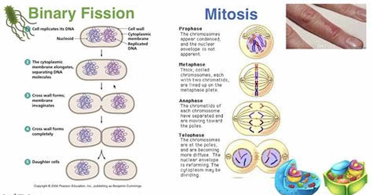 Which Binary Fission Differs from Mitosis?