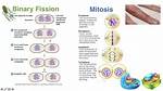 Which Binary Fission Differs from Mitosis?