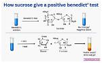 Which Biomolecule Does Benedict's Solution Test for?