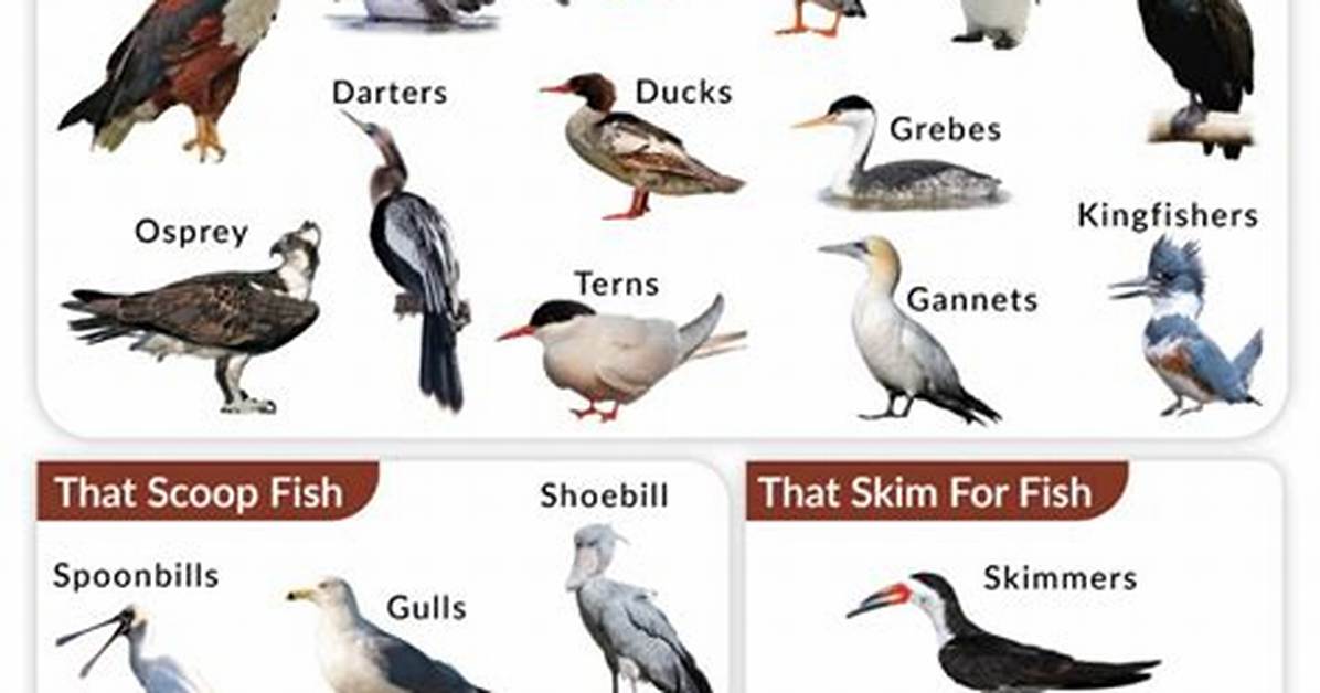 Which Bird Eats Fish