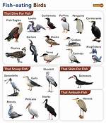 Which Bird Eats Fish