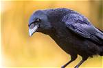 Which Bird Is Crow?