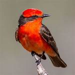 Which Bird Is Red
