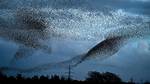 Which Birds Do Murmurations?