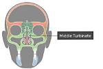 Which Bone Forms Turbinate?