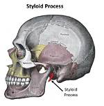 Which Bone Has Styloid Process?