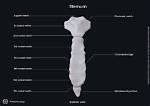 Which Bone Is Sternum?