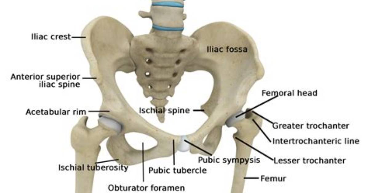 Which Bones Form Hip Joint?