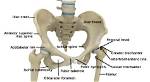 Which Bones Form Hip Joint?