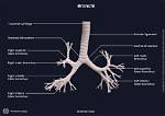 Which Bronchi Is Higher?