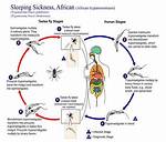 Which Causes Sleeping Sickness?