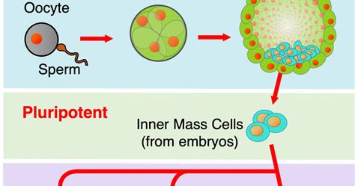Which Cell Is Multipotent Cell?