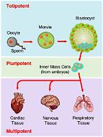 Which Cell Is Multipotent Cell?