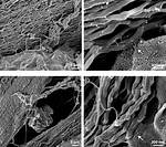 Which Cells Have Ruffled?