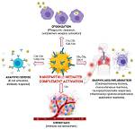 Which Complement Is for Chemotaxis?