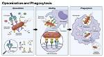 Which Complement Protein(S) Opsonized Bacteria?
