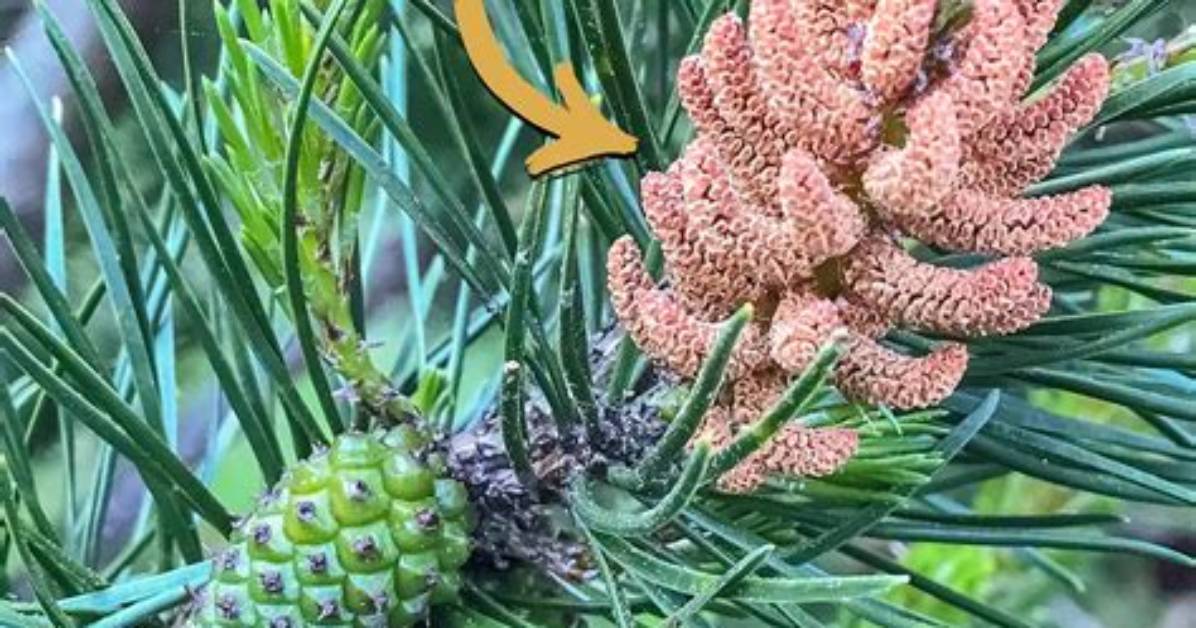 Which Cones Make Pollen?