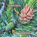Which Cones Make Pollen?