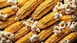Which Corn Kernels for Popcorn?