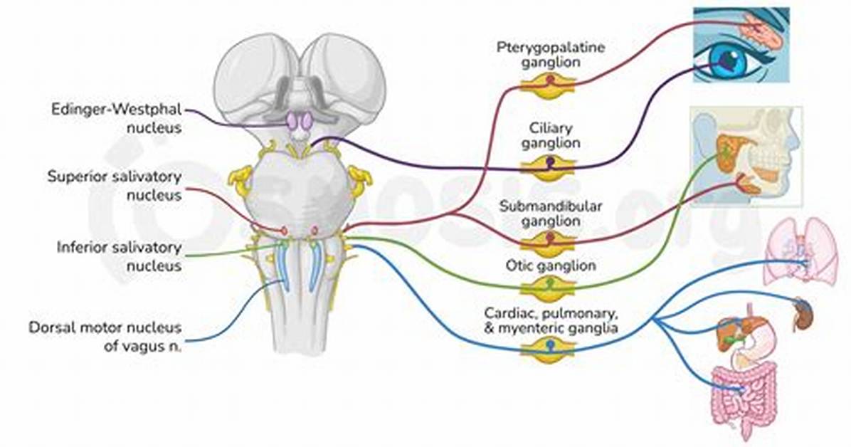Which Cranial Nerve Does Accommodation