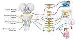 Which Cranial Nerve Does Accommodation