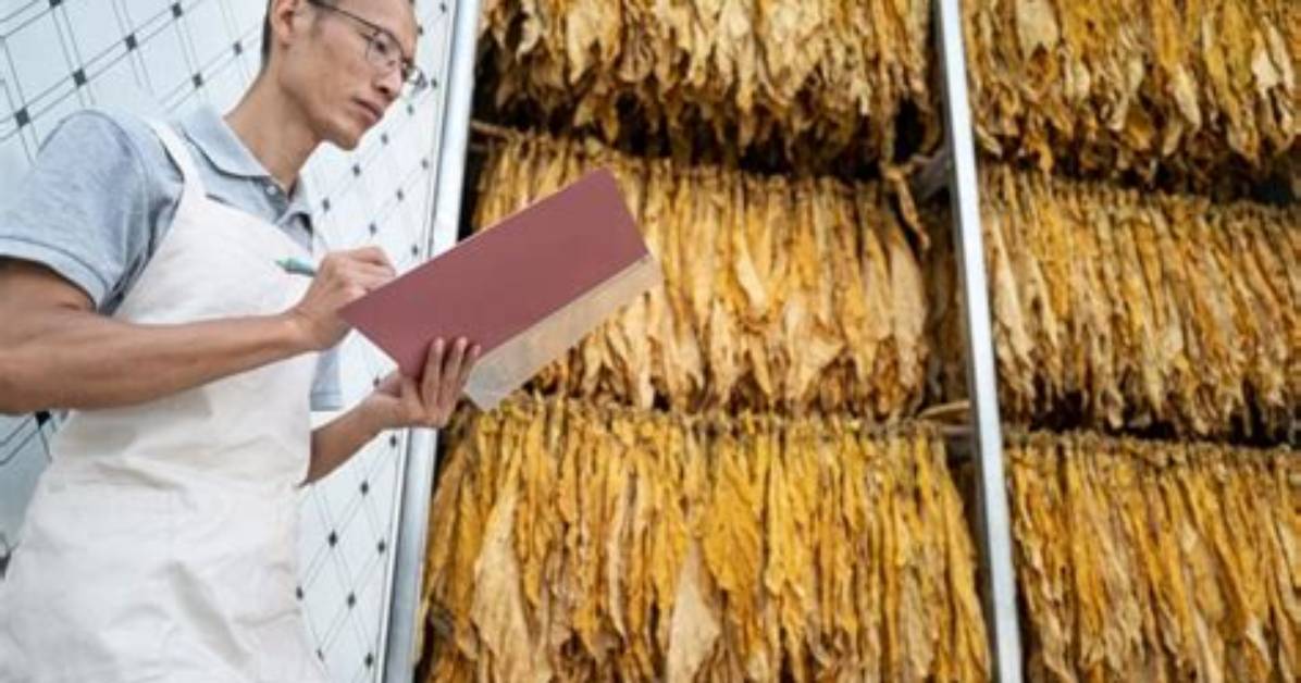 Which Curing Method Is Suitable for Cigars?