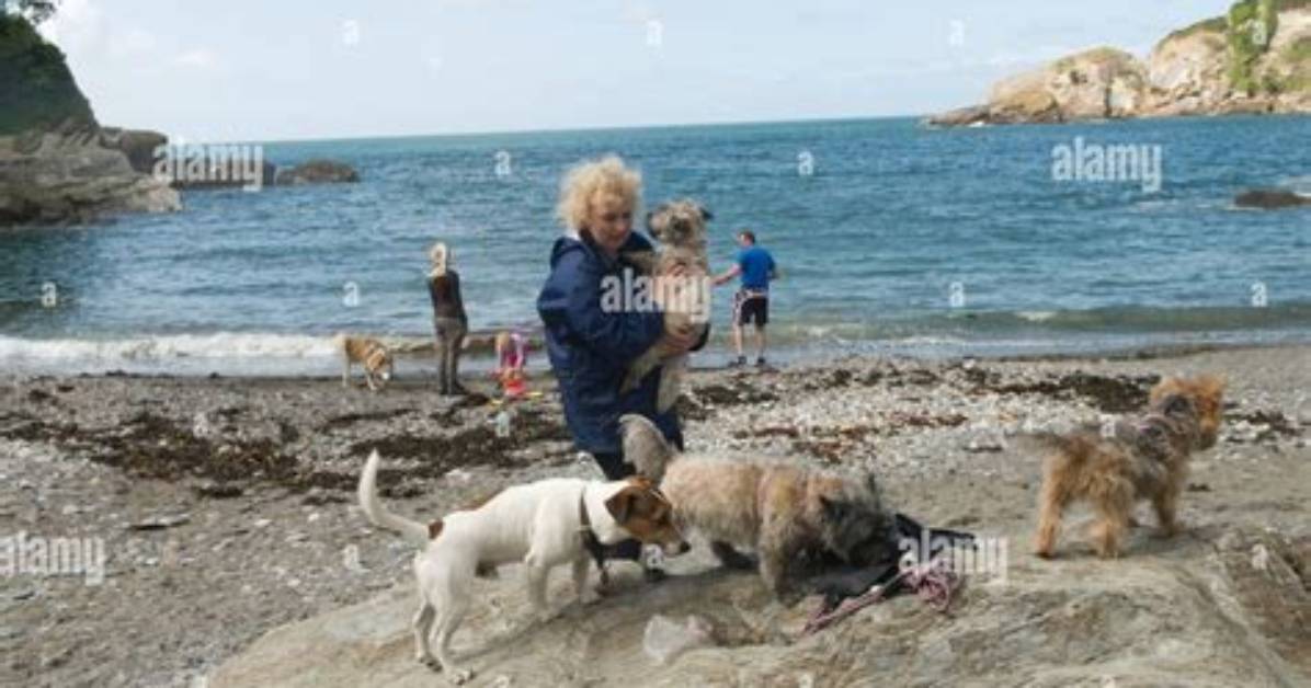 Which Devon Beaches Allow Dogs?