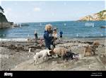 Which Devon Beaches Allow Dogs?