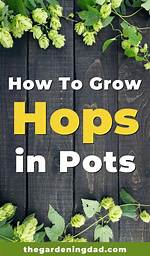 Which Direction Do Hops Grow?