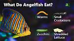 Which Do Angelfish Eat?