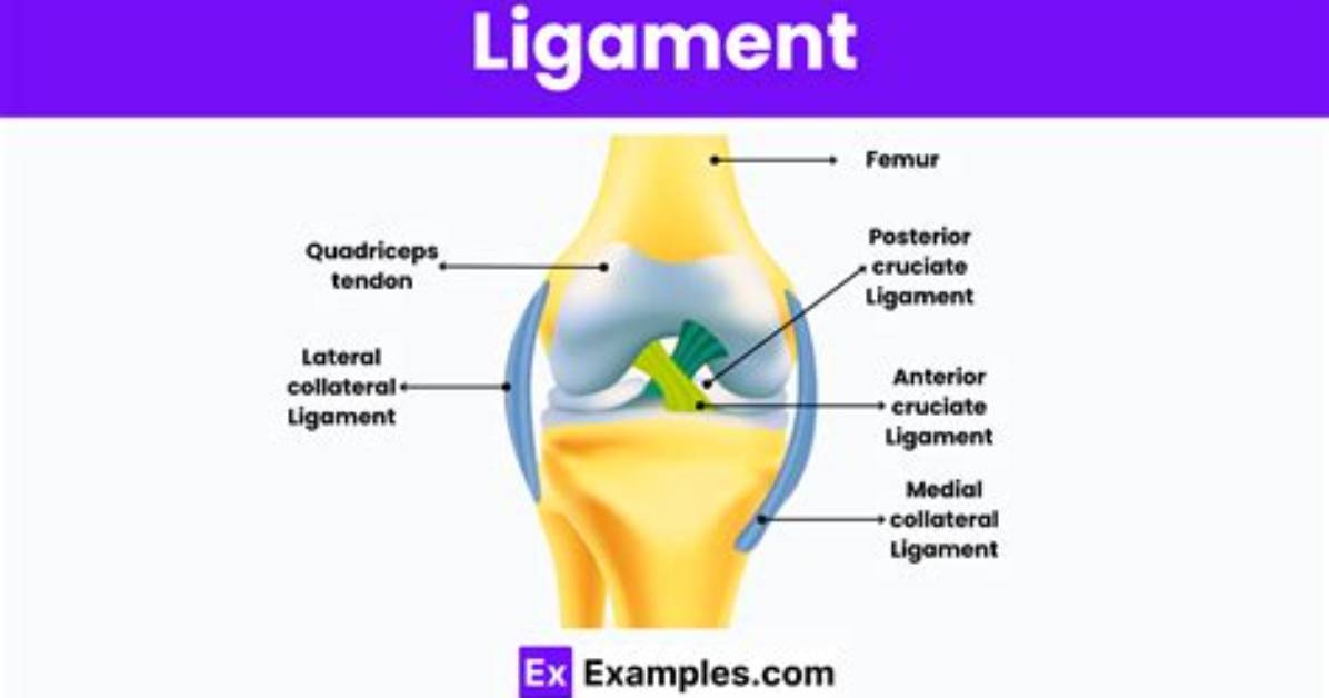 Which Do Ligaments Do?