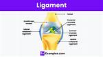 Which Do Ligaments Do?