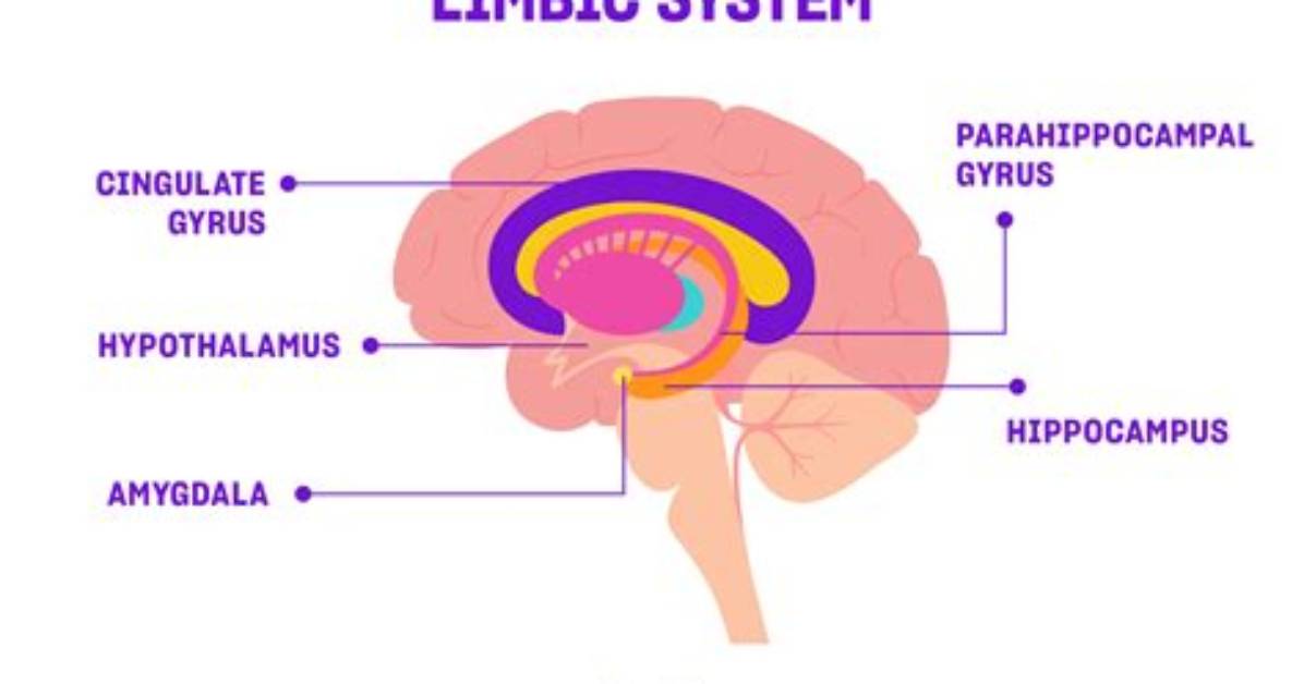 Which Does the Limbic System Control?
